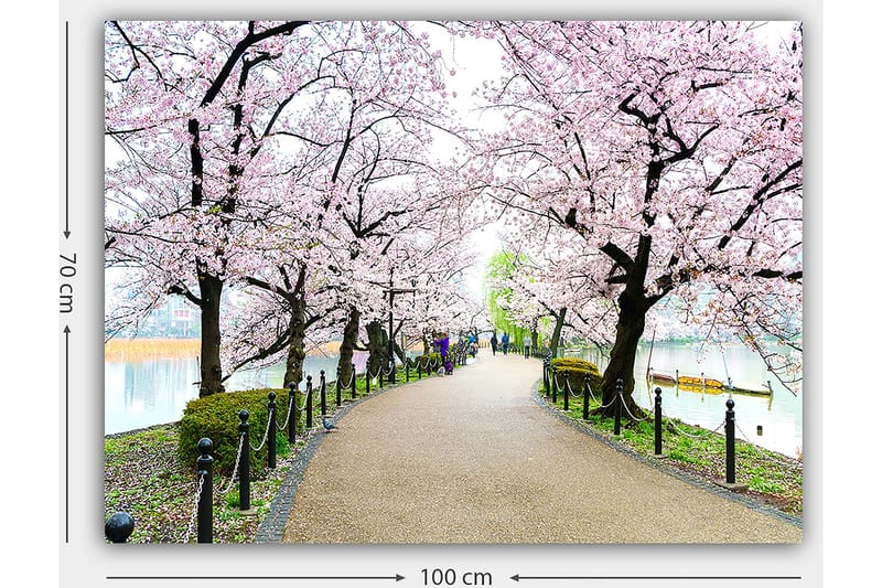 Canvastavla 70x100 cm - Vacker promenad kantad av körsbärsträd i full blom - Rosa / Grön / Brun - Inredning - Tavlor & konst - Canvastavlor