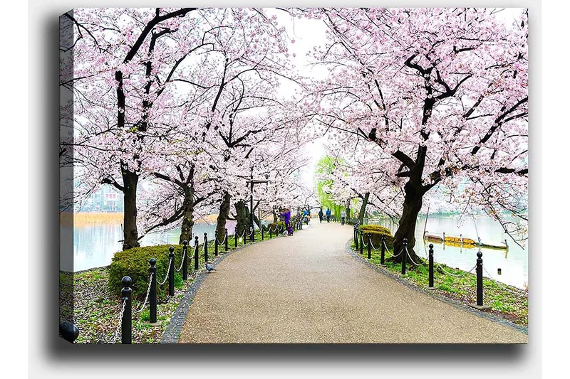 Canvastavla 70x100 cm - Vacker promenad kantad av körsbärsträd i full blom - Rosa / Grön / Brun - Inredning - Tavlor & konst - Canvastavlor