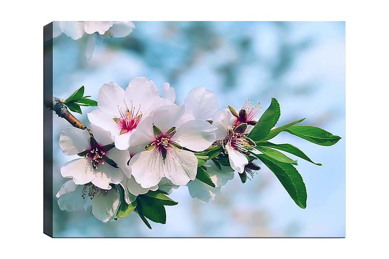 Canvastavla 70x100 cm - Vackra körsbärsblommor i full blom på en gren - Vit / Grön / Rosa - Inredning - Tavlor & konst - Canvastavlor