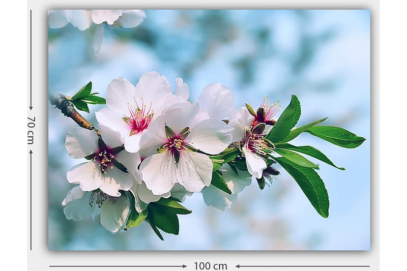 Canvastavla 70x100 cm - Vackra körsbärsblommor i full blom på en gren - Vit / Grön / Rosa - Inredning - Tavlor & konst - Canvastavlor