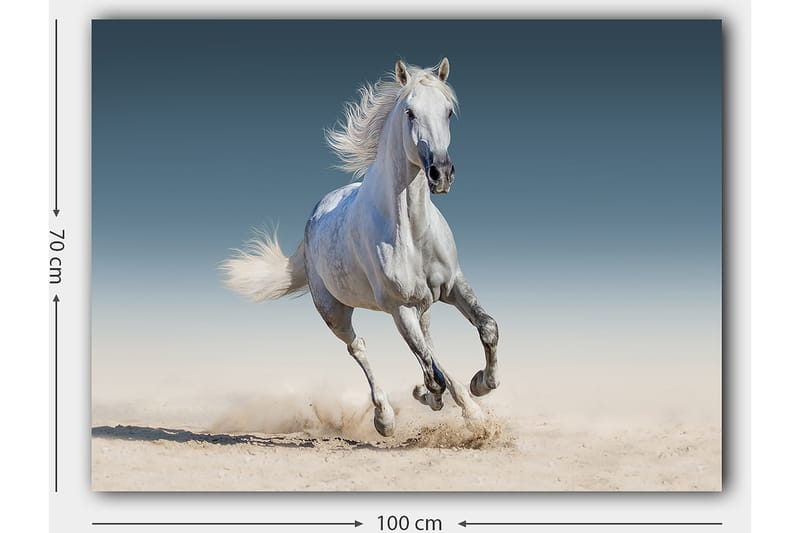 Canvastavla 70x100 cm - Vit häst som galopperar genom en sandig miljö - Vit / Beige / Ljusblå - Inredning - Tavlor & konst - Canvastavlor