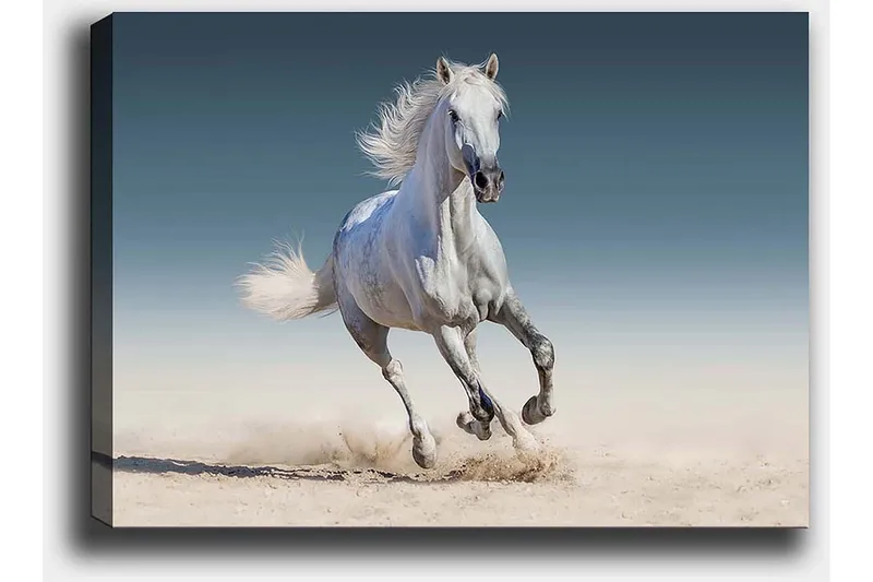 Canvastavla 70x100 cm - Vit häst som galopperar genom en sandig miljö - Vit / Beige / Ljusblå - Inredning - Tavlor & konst - Canvastavlor
