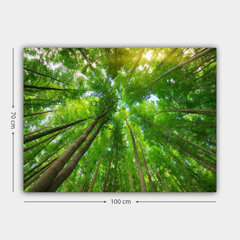 Canvastavla 70x100 cm - Vy av höga träd sedd från marken, som sträcker sig mot en klar himmel - Grön / Brun - Inredning - Tavlor & konst - Canvastavlor