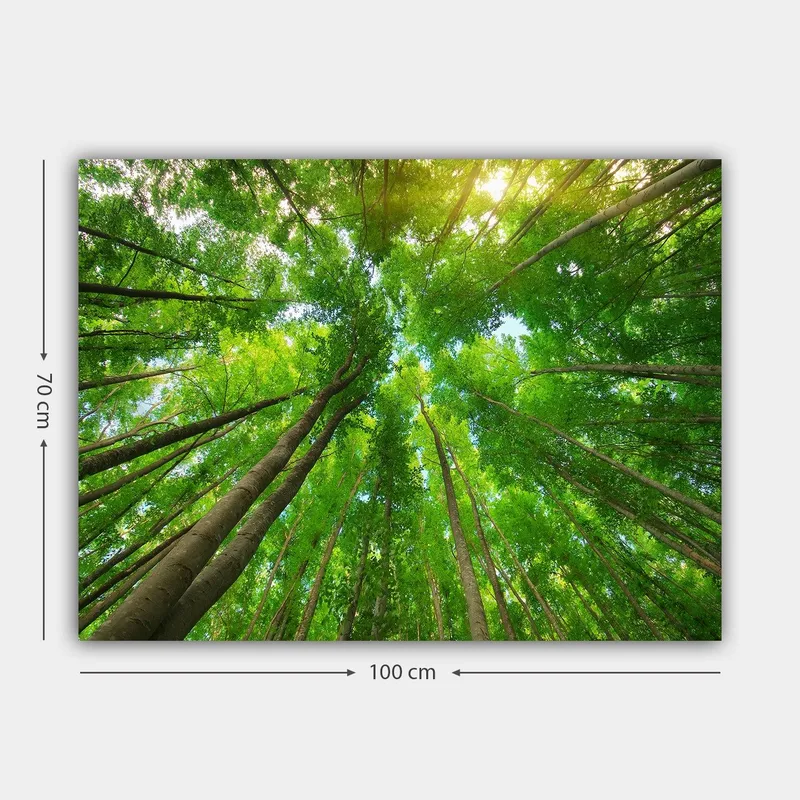 Canvastavla 70x100 cm - Vy av höga träd sedd från marken, som sträcker sig mot en klar himmel - Grön / Brun - Inredning - Tavlor & konst - Canvastavlor