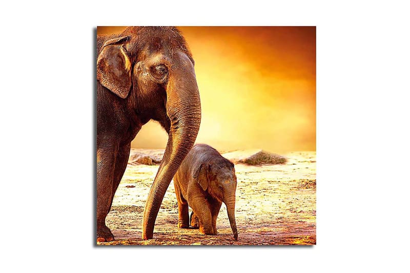 Canvastavla Animal Flerfärgad - 45x45 cm - Inredning - Tavlor & konst - Canvastavlor