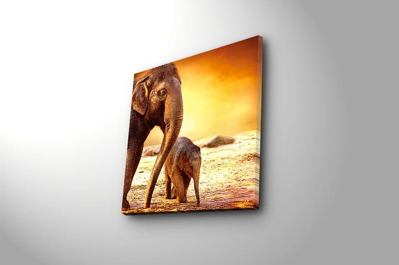 Canvastavla Animal Flerfärgad - 45x45 cm - Inredning - Tavlor & konst - Canvastavlor