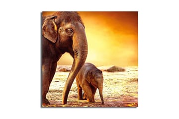 Canvastavla Animal Flerfärgad - 45x45 cm - Inredning - Tavlor & konst - Canvastavlor