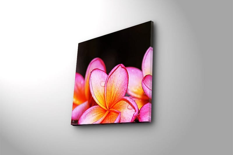 Canvastavla Animal Flerfärgad - 45x45 cm - Inredning - Tavlor & konst - Canvastavlor