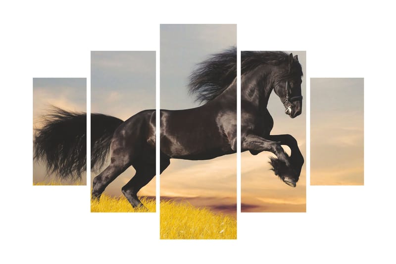 Canvastavla Animals 5-pack Flerfärgad - 56x20 cm - Inredning - Tavlor & konst - Canvastavlor