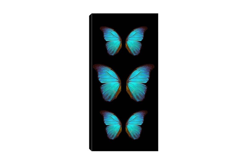 Canvastavla DKY Animals Flerfärgad - 50x120 cm - Inredning - Tavlor & konst - Canvastavlor