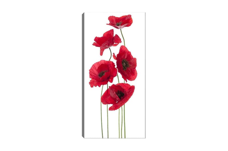 Canvastavla DKY Floral & Botanical Flerfärgad - 50x120 cm - Inredning - Tavlor & konst - Canvastavlor