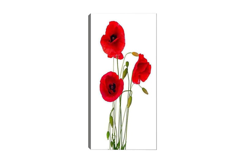 Canvastavla DKY Floral & Botanical Flerfärgad - 50x120 cm - Inredning - Tavlor & konst - Canvastavlor