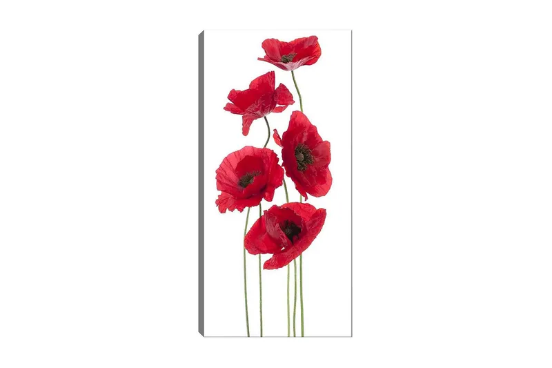 Canvastavla DKY Floral & Botanical Flerfärgad, 50x120 cm