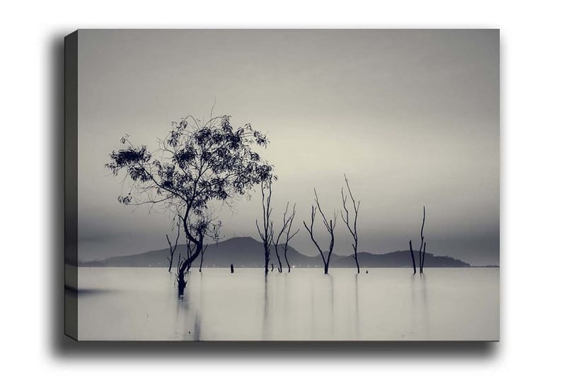 Canvastavla - Ensamstående träd i dimmig vattenlandskap, Svart / Grå / Vit