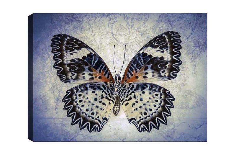 Canvastavla - Färgglad fjäril med detaljerade vingar, Blå / Svart / Orange