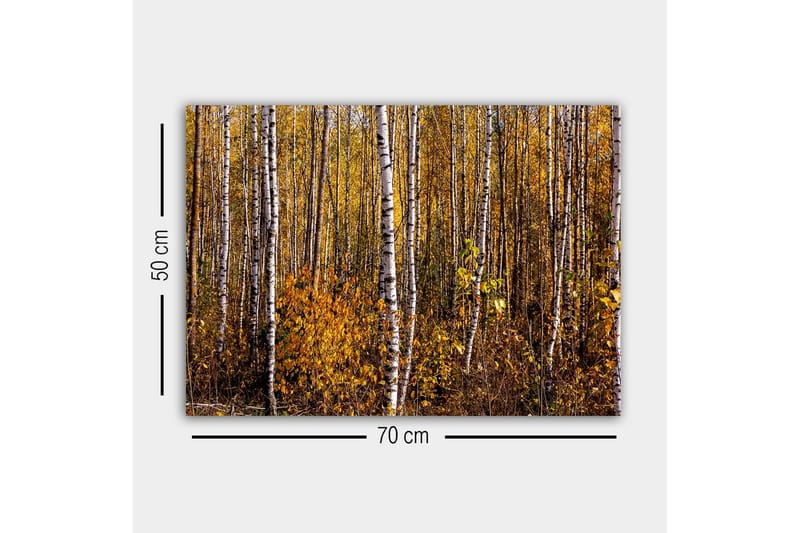 Canvastavla - Höstlig skog med björkar och gyllene löv - Guld / Vit / Brun - Inredning - Tavlor & konst - Canvastavlor