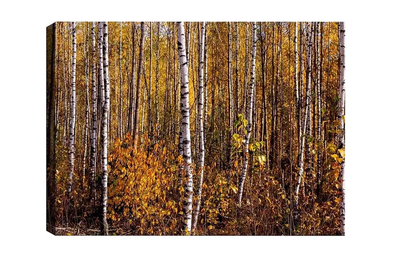 Canvastavla - Höstlig skog med björkar och gyllene löv, Guld / Vit / Brun