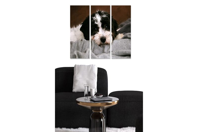 Canvastavla i trä 3-delar 50x70 cm - Söt hund som vilar på en mjuk filt, Svart / Vit / Grå