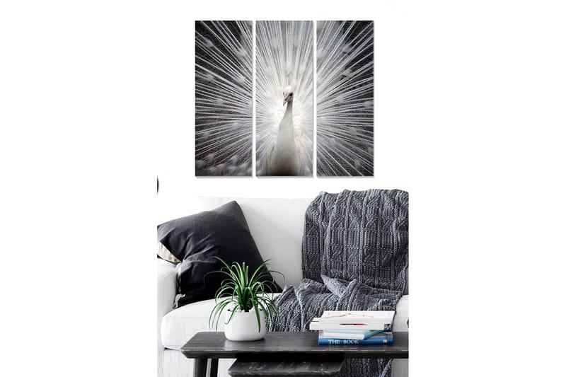 Canvastavla i trä 3-delar 50x70 cm - Vit påfågel med strålar av ljus bakom sig, Vit / Grå / Svart