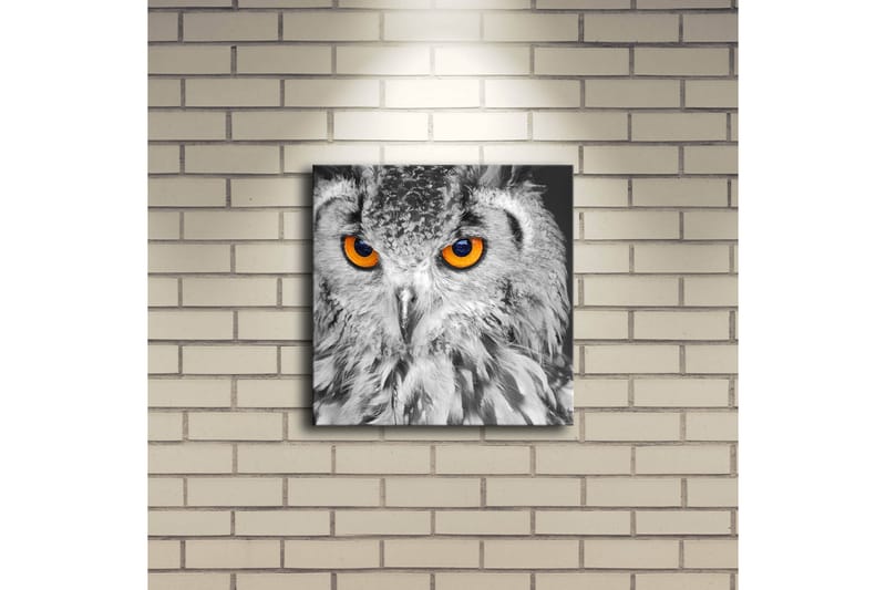 Canvastavla med LED-belysning 28x28 cm - Uggla med intensiva orange ögon - Svart / Orange - Inredning - Tavlor & konst - Canvastavlor