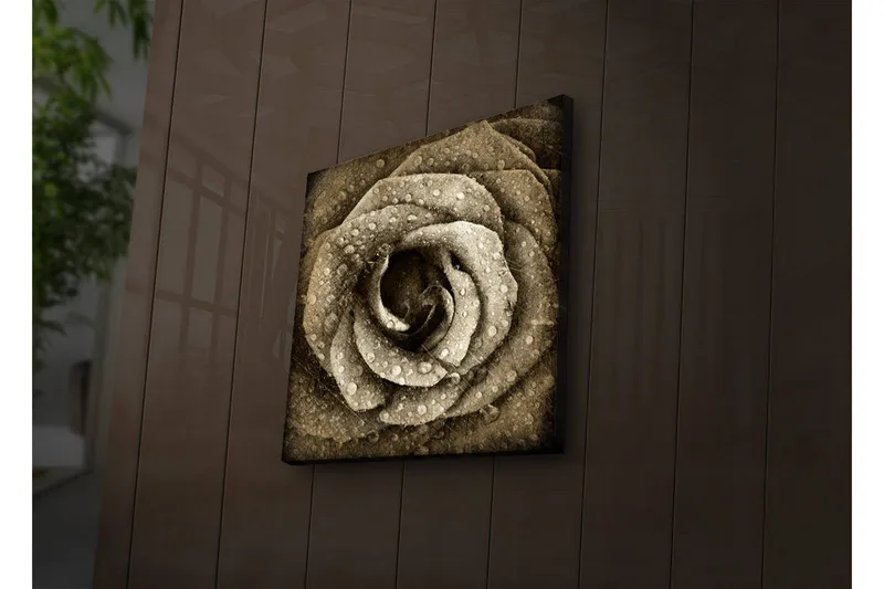 Canvastavla med LED-belysning 40x40 cm - Vacker ros med droppar av vatten, Beige / Brun / Grå