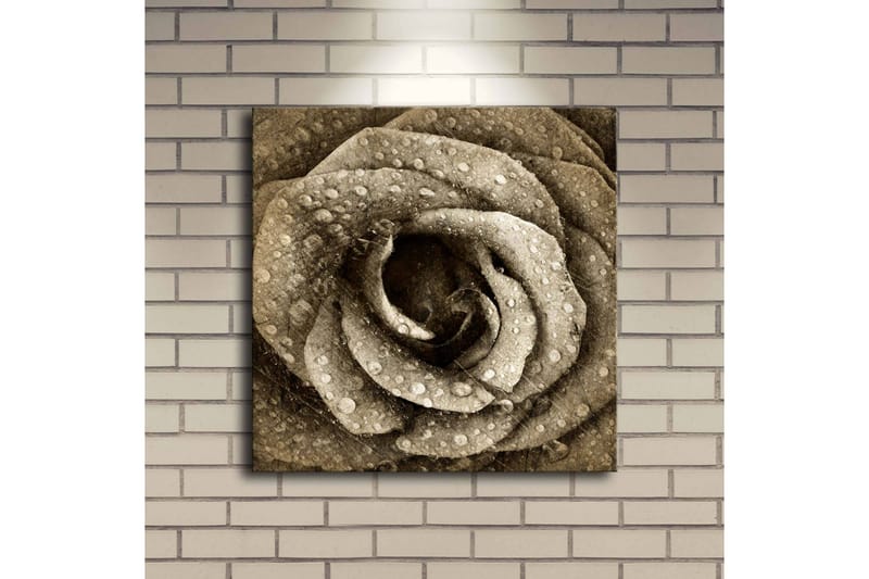 Canvastavla med LED-belysning 40x40 cm - Vacker ros med droppar av vatten - Beige / Brun / Grå - Inredning - Tavlor & konst - Canvastavlor