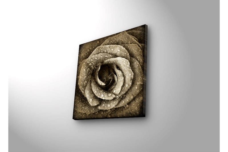 Canvastavla med LED-belysning 40x40 cm - Vacker ros med droppar av vatten - Beige / Brun / Grå - Inredning - Tavlor & konst - Canvastavlor