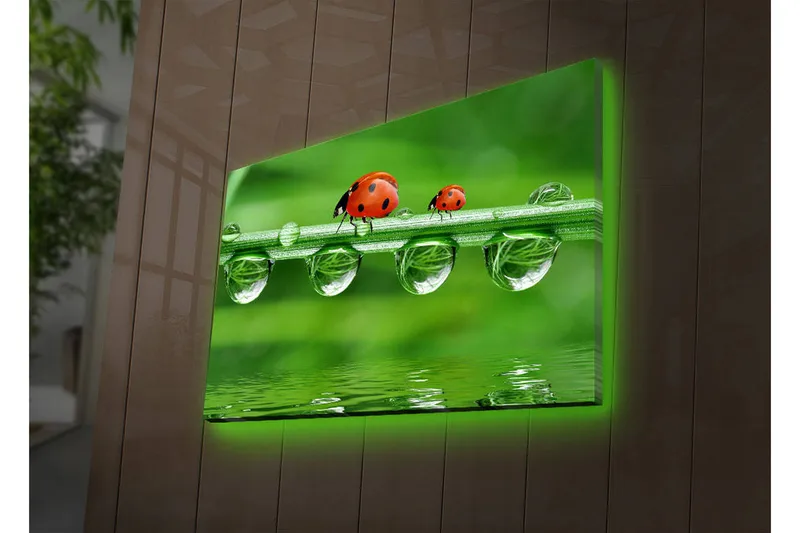 Canvastavla med LED-belysning 45x70 cm - Nyckelpigor på en grön gräslina med vattendroppar - Grön / Röd / Transparent - Inredning - Tavlor & konst - Canvastavlor