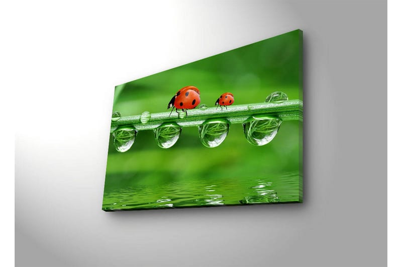 Canvastavla med LED-belysning 45x70 cm - Nyckelpigor på en grön gräslina med vattendroppar - Grön / Röd / Transparent - Inredning - Tavlor & konst - Canvastavlor