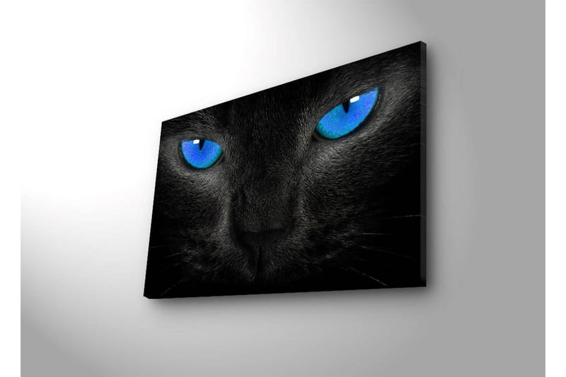 Canvastavla med LED-belysning 45x70 cm - Svart katt med intensiva blå ögon - Svart / Blå - Inredning - Tavlor & konst - Canvastavlor
