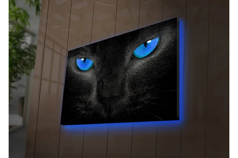 Canvastavla med LED-belysning 45x70 cm - Svart katt med intensiva blå ögon, Svart / Blå