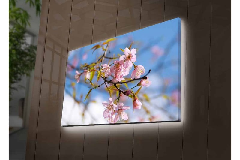 Canvastavla med LED-belysning - Blommande körsbärsträd i vårens ljus - Rosa / Grön / Blå - Inredning - Tavlor & konst - Canvastavlor