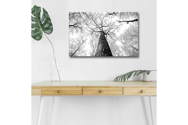 Canvastavla med LED-belysning - Högt perspektiv av en tall med grenar som sträcker sig mot himlen - Svart / Vitt - Inredning - Tavlor & konst - Canvastavlor