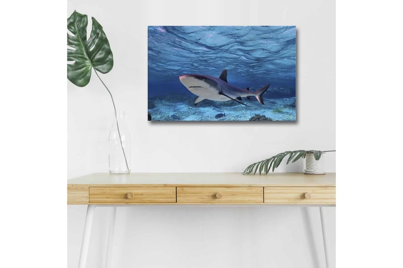 Canvastavla med LED-belysning - Haj simmande i klart blått vatten, Blå / Grå / Vit
