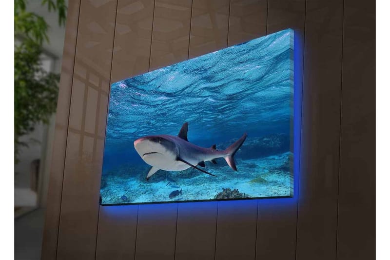 Canvastavla med LED-belysning - Haj simmande i klart blått vatten - Blå / Grå / Vit - Inredning - Tavlor & konst - Canvastavlor