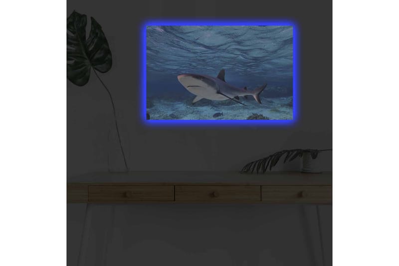 Canvastavla med LED-belysning - Haj simmande i klart blått vatten - Blå / Grå / Vit - Inredning - Tavlor & konst - Canvastavlor