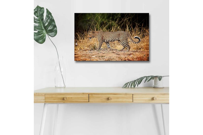 Canvastavla med LED-belysning - Leopard som smyger genom det torra gräset, Guldbrun / Svart / Vit