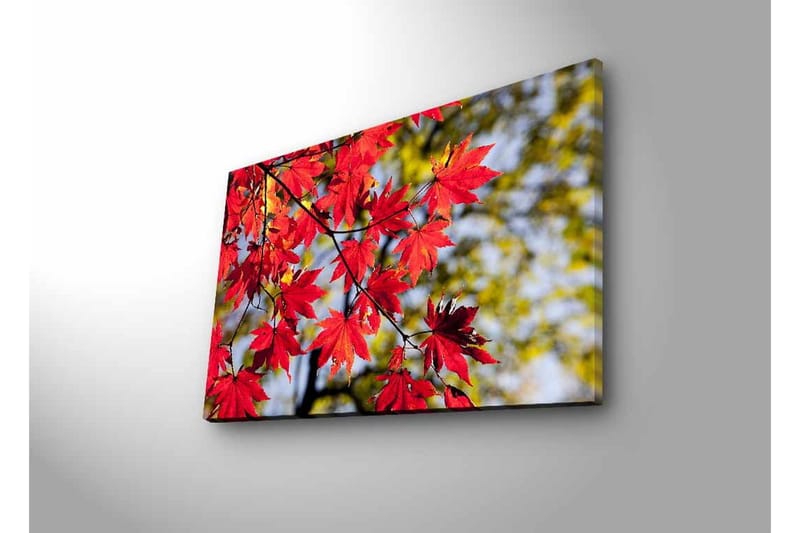 Canvastavla med LED-belysning - Ljust röda lönnlöv som hänger från en gren - Röd / Grön - Inredning - Tavlor & konst - Canvastavlor