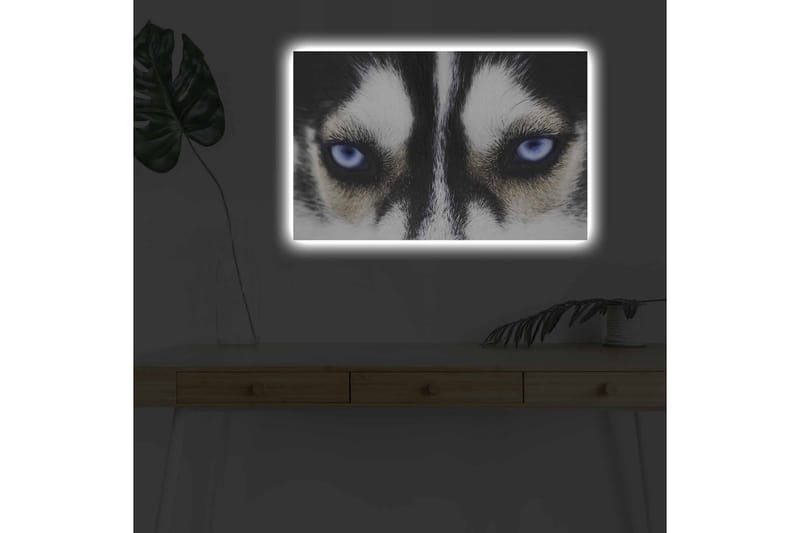 Canvastavla med LED-belysning - Närbild av en hund med intensiva blå ögon - Svart / Vit / Blå - Inredning - Tavlor & konst - Canvastavlor