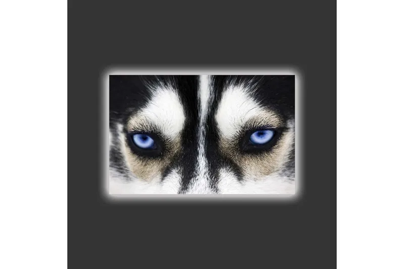 Canvastavla med LED-belysning - Närbild av en hund med intensiva blå ögon - Svart / Vit / Blå - Inredning - Tavlor & konst - Canvastavlor