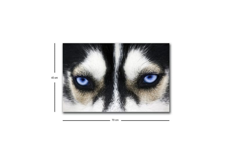 Canvastavla med LED-belysning - Närbild av en hund med intensiva blå ögon - Svart / Vit / Blå - Inredning - Tavlor & konst - Canvastavlor