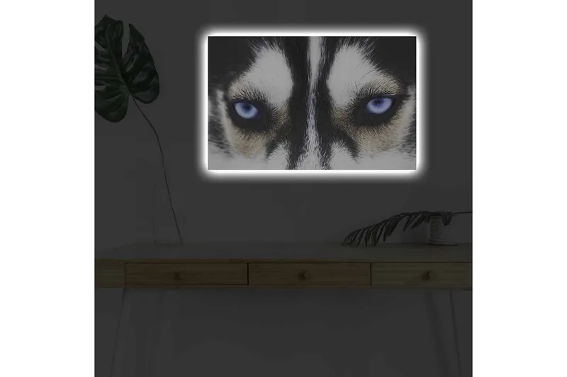 Canvastavla med LED-belysning - Närbild av en hund med intensiva blå ögon - Svart / Vit / Blå - Inredning - Tavlor & konst - Canvastavlor