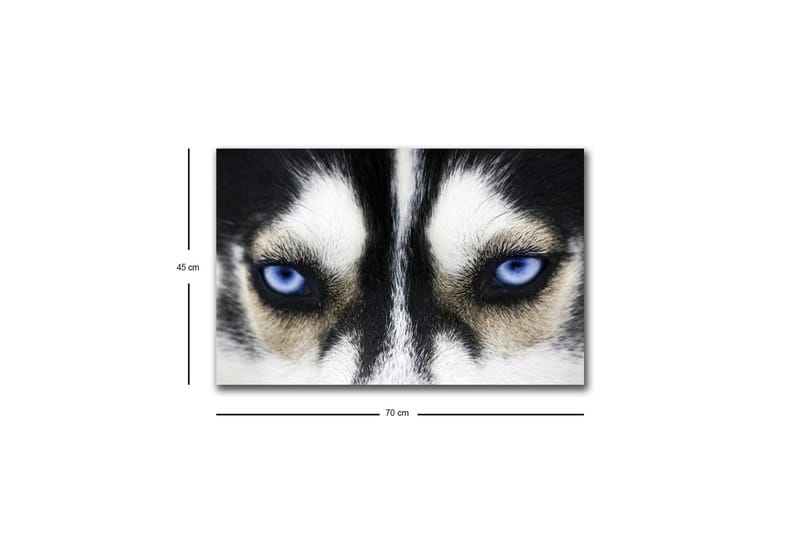 Canvastavla med LED-belysning - Närbild av en hund med intensiva blå ögon - Svart / Vit / Blå - Inredning - Tavlor & konst - Canvastavlor