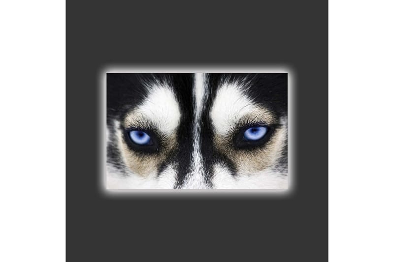 Canvastavla med LED-belysning - Närbild av en hund med intensiva blå ögon - Svart / Vit / Blå - Inredning - Tavlor & konst - Canvastavlor