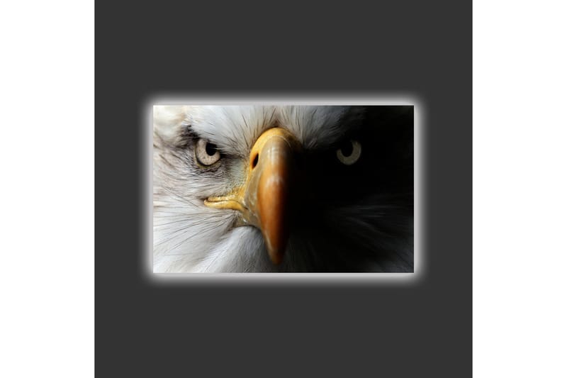Canvastavla med LED-belysning - Närbild av en majestätisk örn med intensiva ögon - Vit / Svart / Orange - Inredning - Tavlor & konst - Canvastavlor
