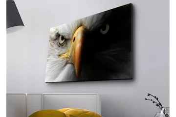 Canvastavla med LED-belysning - Närbild av en majestätisk örn med intensiva ögon - Vit / Svart / Orange - Inredning - Tavlor & konst - Canvastavlor