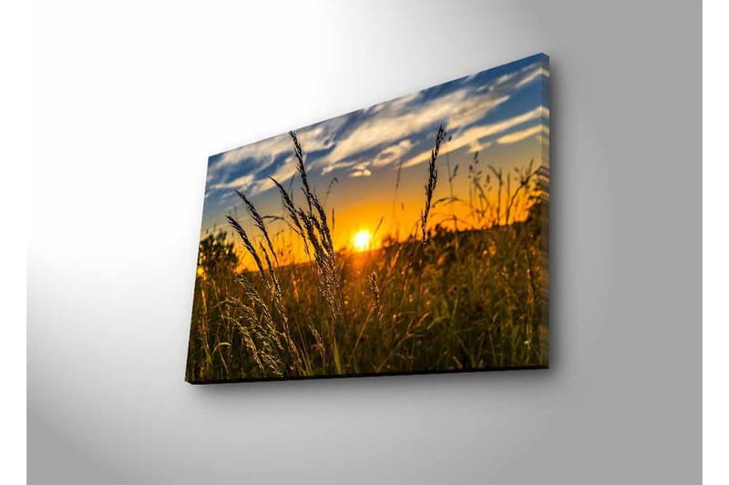 Canvastavla med LED-belysning - Solnedgång över ett fält med grässtrån i förgrunden - Guld / Orange / Blå - Inredning - Tavlor & konst - Canvastavlor
