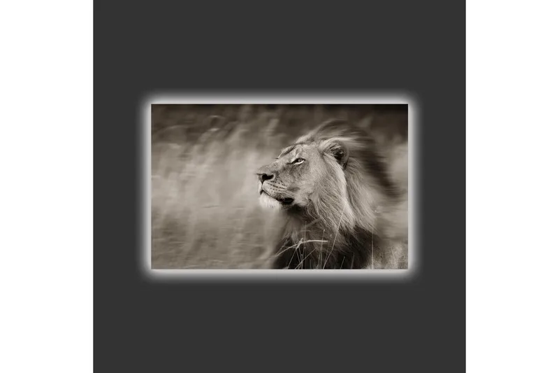 Canvastavla med LED-belysning - Ståtlig lejonprofil i svartvitt - Svart / Grå - Inredning - Tavlor & konst - Canvastavlor