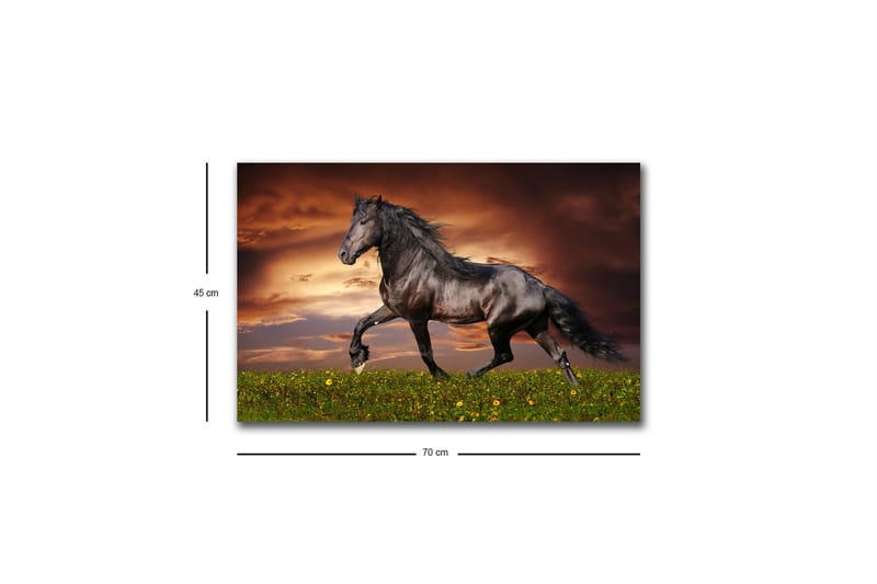Canvastavla med LED-belysning - Stolt svart häst som galopperar över en grön äng - Svart / Grön / Orange - Inredning - Tavlor & konst - Canvastavlor