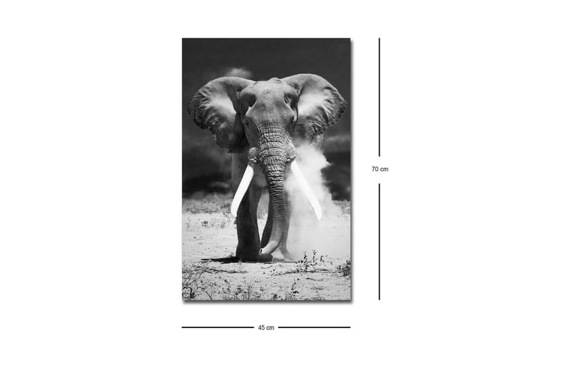 Canvastavla med LED-belysning - Storslagen elefant i svartvitt - Svart / Vitt - Inredning - Tavlor & konst - Canvastavlor